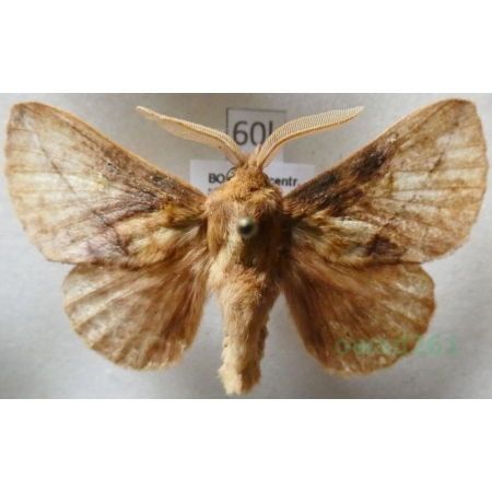 Euthrix potatoria (Linnaeus, 1758) male Barczatka napójka Czech60k